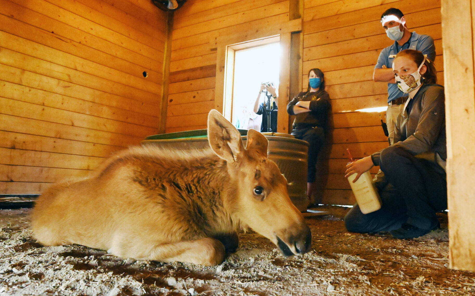 071620-news-moose 15.JPG